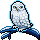 RARE Snowy Owl
