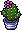 Aquamarine Crown Cactus