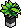 Black Base Plant